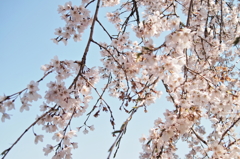 ２０１４春　⑪～しなやかに