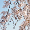 ２０１４春　⑪～しなやかに