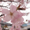 ２０１４春の終わり