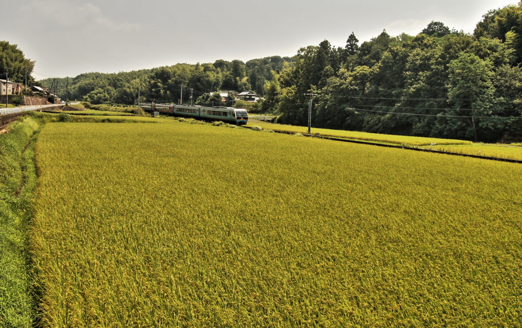 讃岐の田園風景
