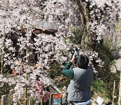 ２０１４春　⑬～春撮り