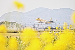 2014春 ④~黄色いケサランパサラン