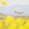 2014春 ④~黄色いケサランパサラン