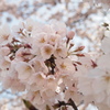 ２０１４春　⑮～さくら