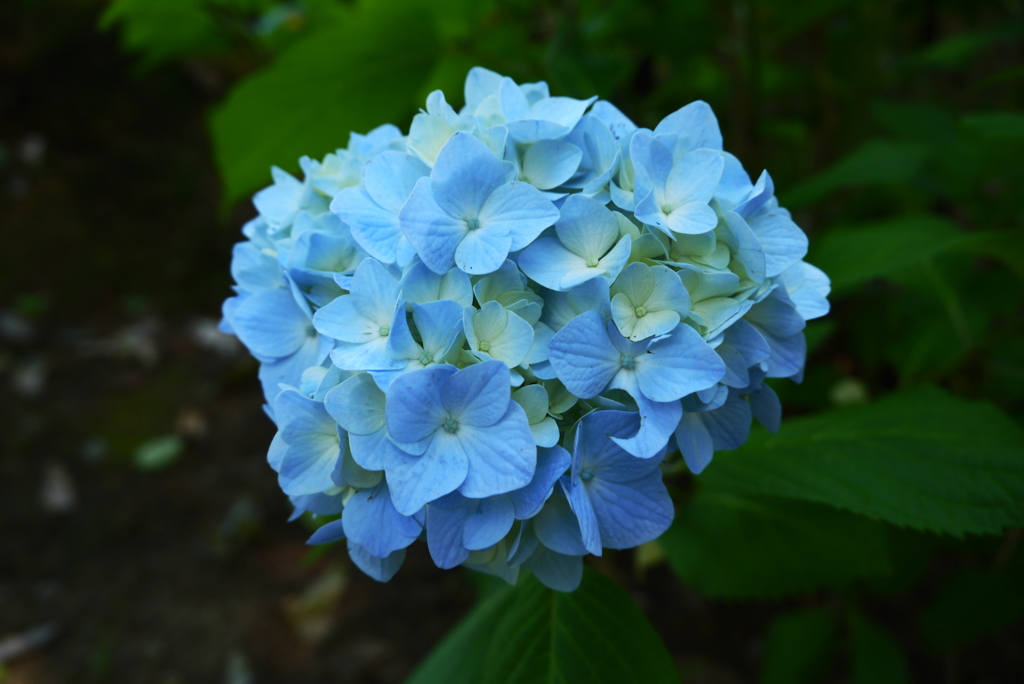 紫陽花