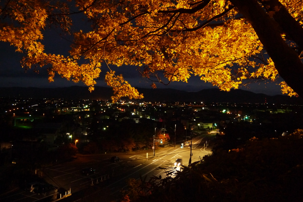 紅葉と夜景