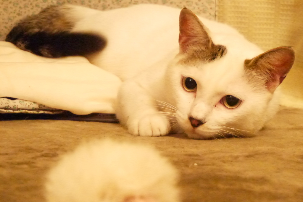 狙う