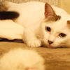 狙う