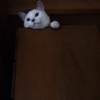 いるの　いないの