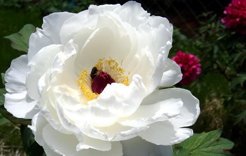 姫路郊外の花菖蒲園に咲く貴婦人 By Kyowa4 Id 写真共有サイト Photohito