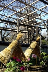 夏牡丹でなくて！
