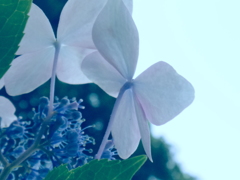 紫陽花