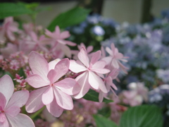 ピンク紫陽花