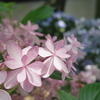 ピンク紫陽花