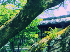 古民家