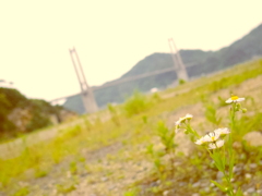 呼子大橋
