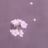 さくらちる