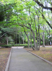 散歩道
