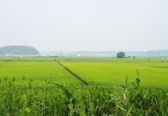 印旛沼9