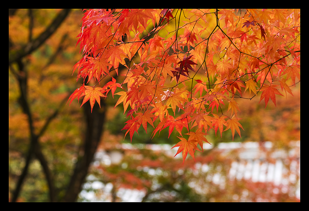 紅の季節