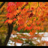 紅の季節