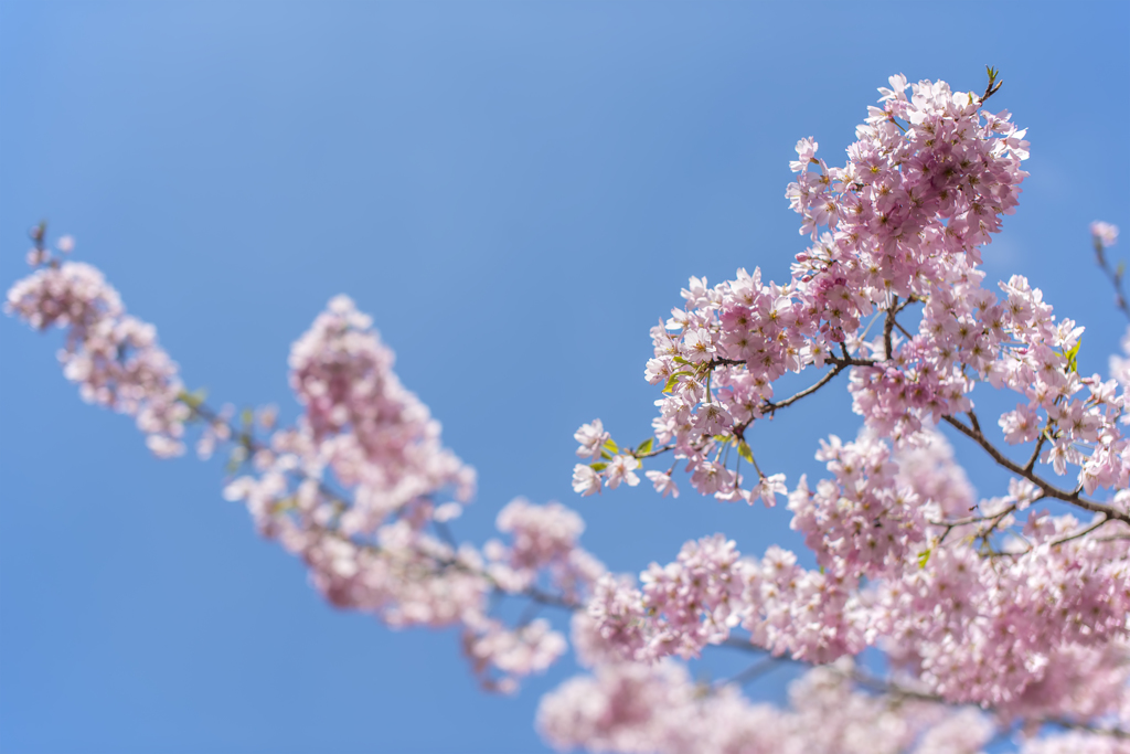 桜