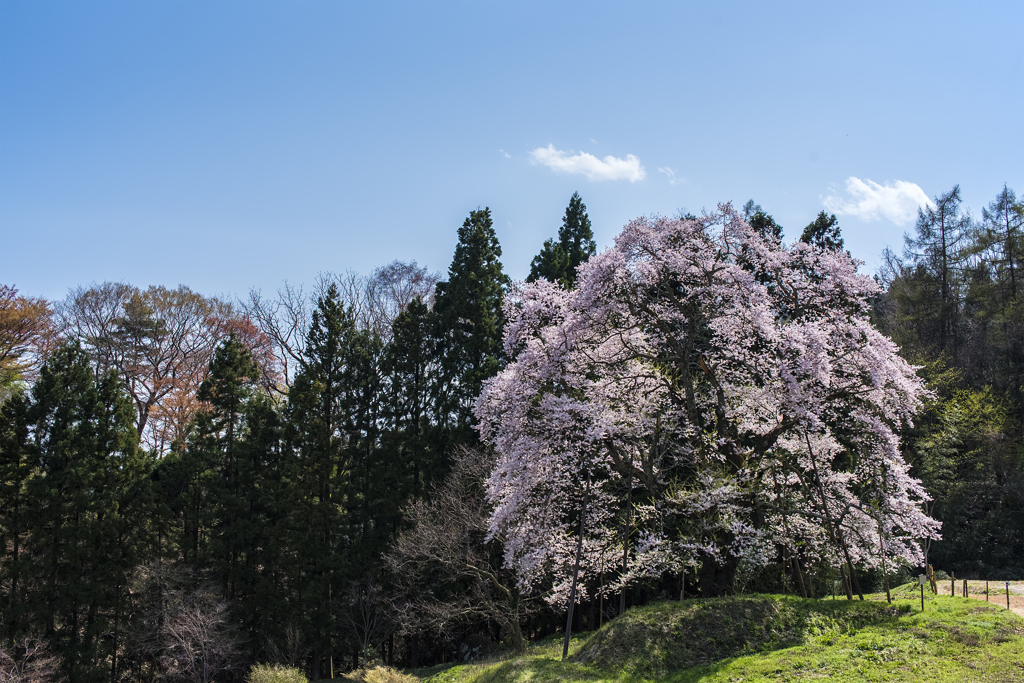 秋山の駒桜