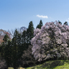 秋山の駒桜