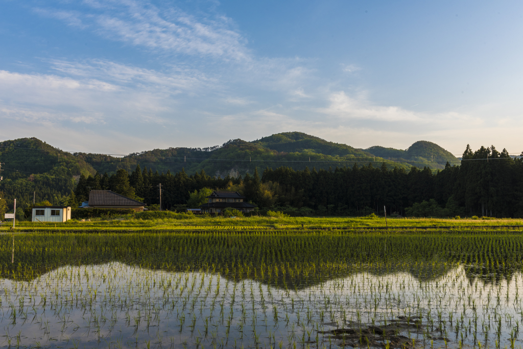 田植えの季節