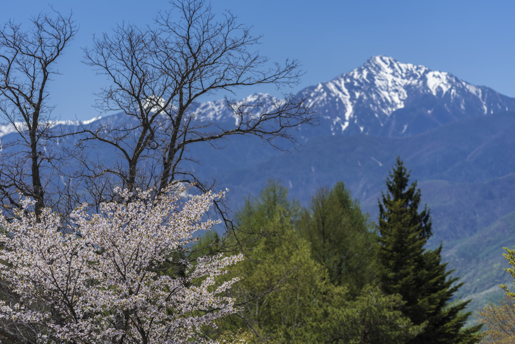 桜と甲斐駒ケ岳