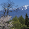桜と甲斐駒ケ岳