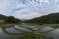 暗峠沿いの棚田