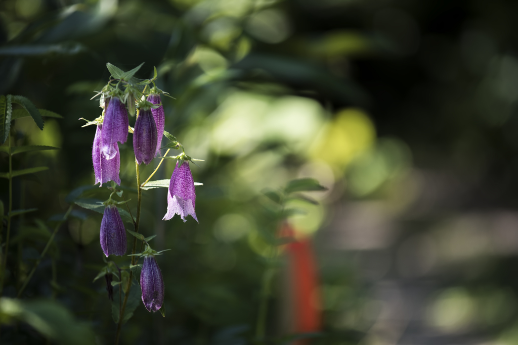 紫の花