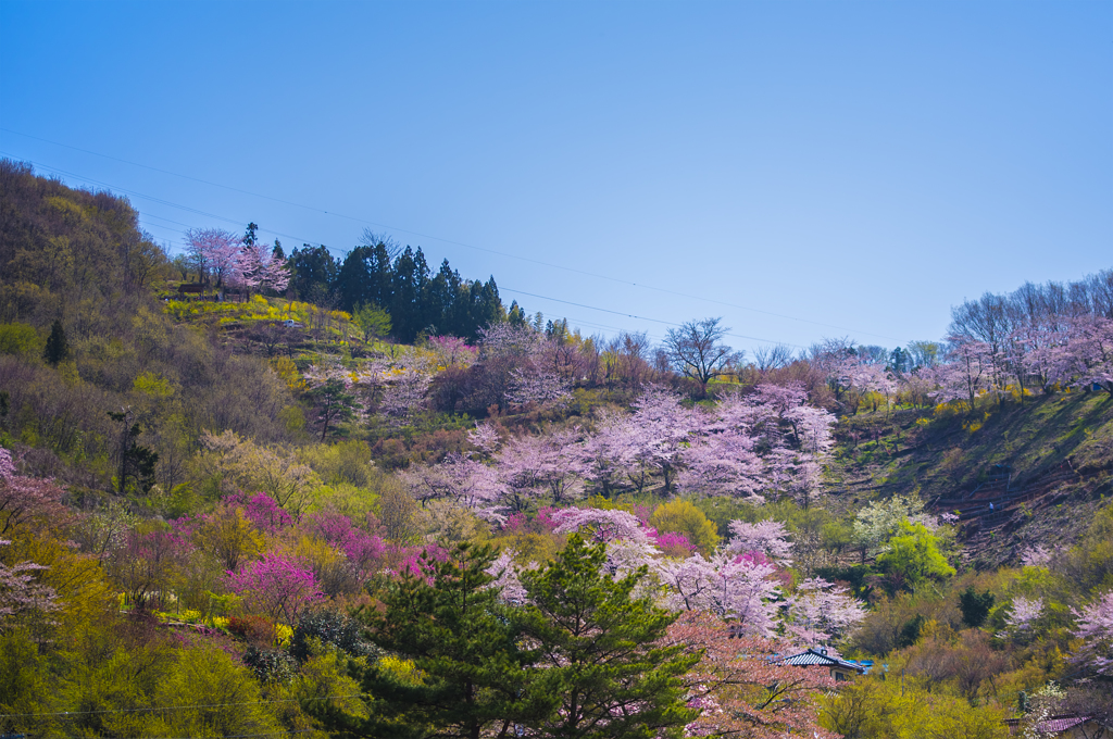 花見山