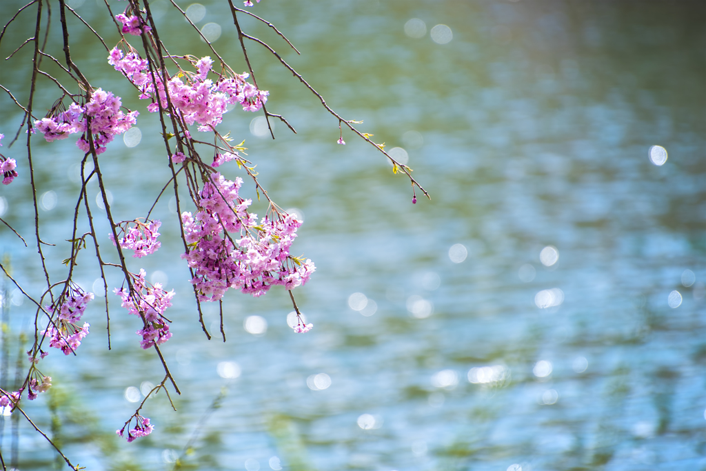 枝垂桜