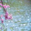 枝垂桜