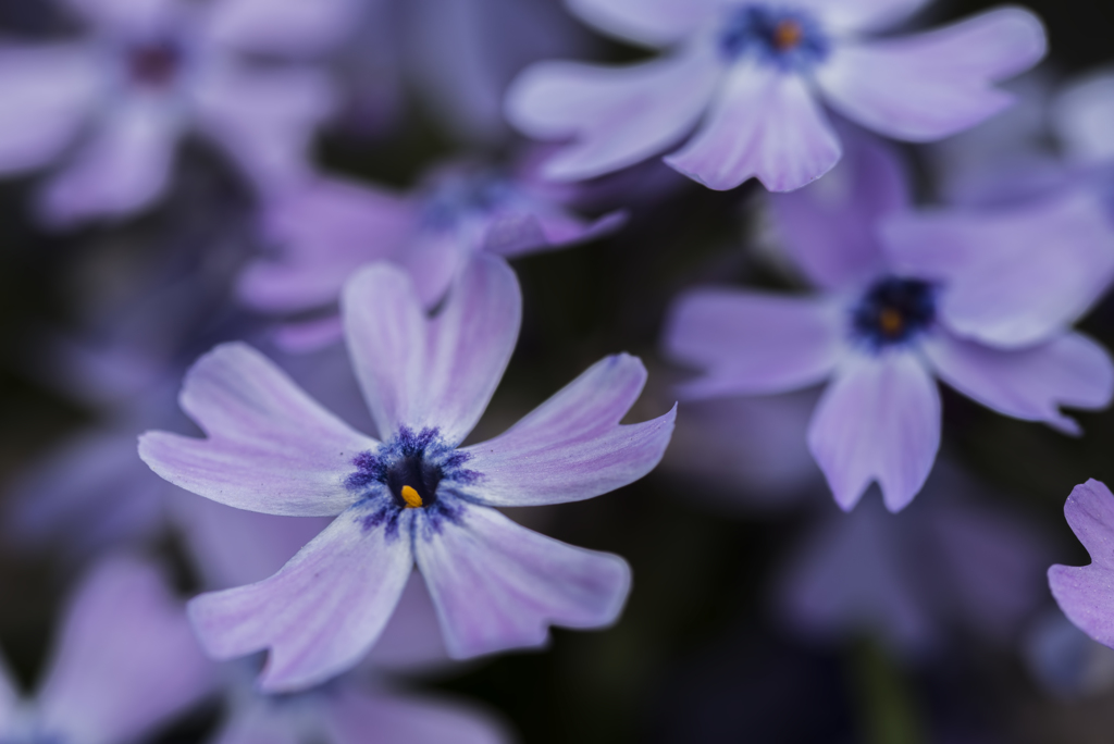 紫の花