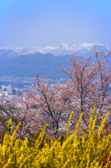 花見山から吾妻山へ