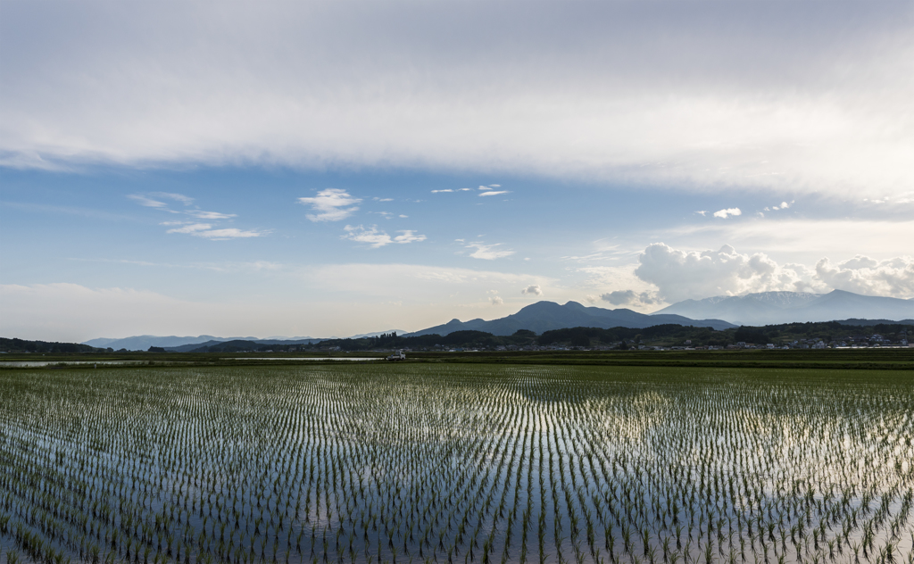 円田の水田