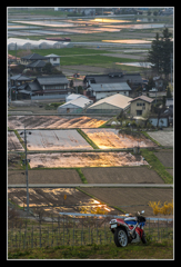 二輪と夕陽と水田地帯