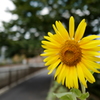 ひまわり
