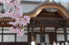 桜＠深大寺