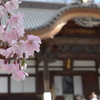 桜＠深大寺