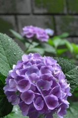 雨露に濡れた紫陽花