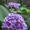 雨露に濡れた紫陽花