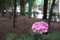 一人ぼっちの紫陽花