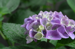 雨露に濡れた紫陽花２