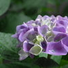 雨露に濡れた紫陽花２