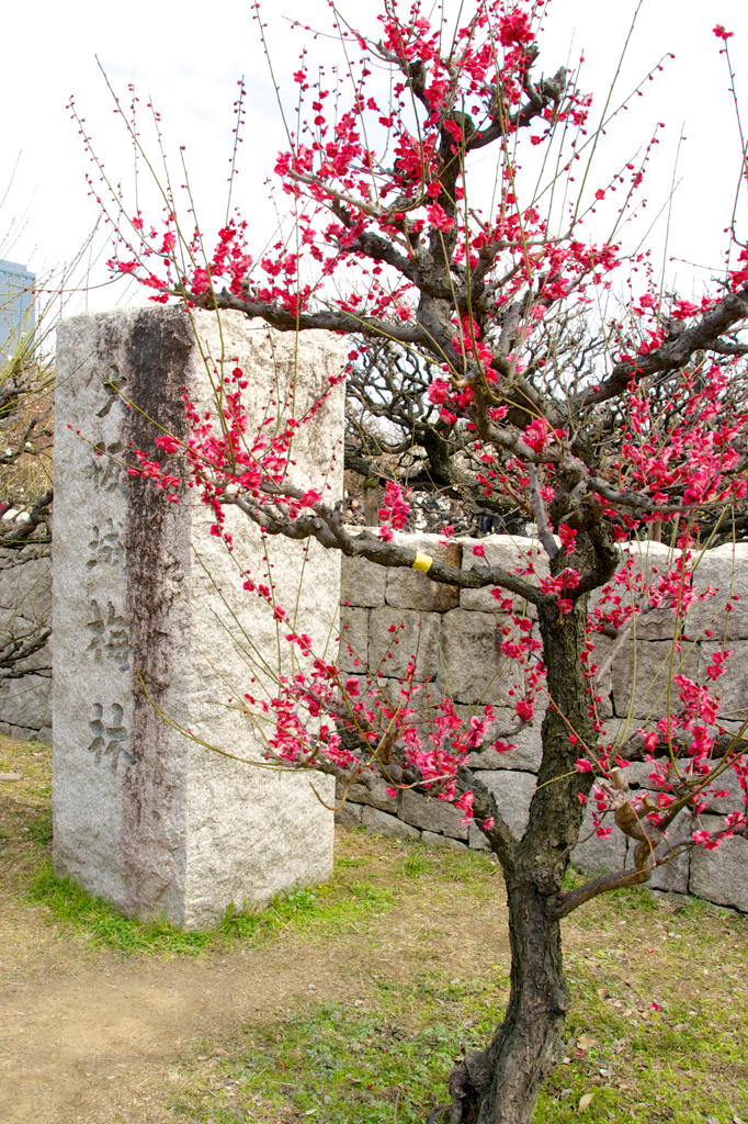 梅の花