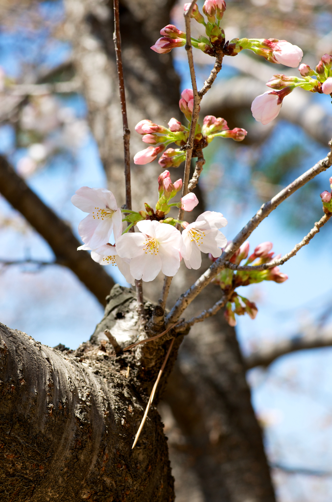 桜